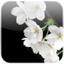 Precioso Sakura