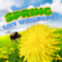 Primavera Live Wallpaper